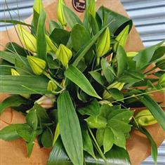 Lily Green